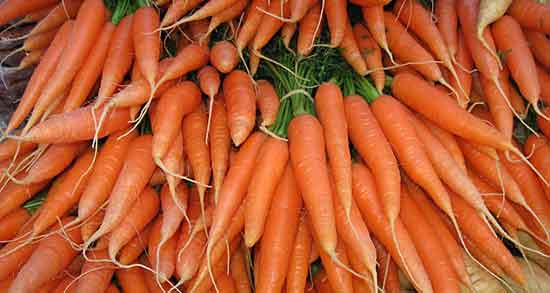 هویج فرنگی در طب اسلامی و طبیعت هویج فرنگی از نظر طب اسلامی هویج فرنگی در طب اسلامی ؛ طبیعت هویج فرنگی از نظر طب اسلامی