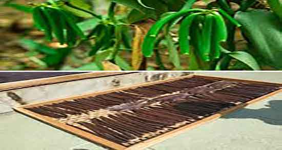 وانیل برای چی خوبه ؛ دمنوش چای سیاه و وانیل برای چی خوبه وانیل برای چی خوبه ؛ دمنوش چای سیاه و وانیل برای چی خوبه