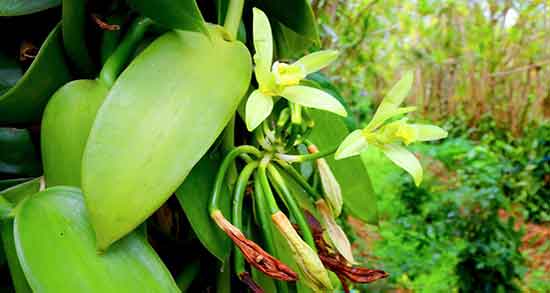 وانیل برای چیست ؛ طعم دهنده وانیل از کجا میاد و برای چی مفید است وانیل برای چیست ؛ طعم دهنده وانیل از کجا میاد و برای چی مفید است