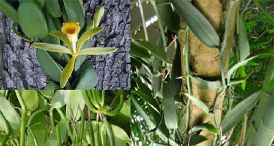 وانیل و خواص آن ؛ خواص مصرف وانیل برای چاقی صورت و بدن چیست وانیل و خواص آن ؛ خواص مصرف وانیل برای چاقی صورت و بدن چیست