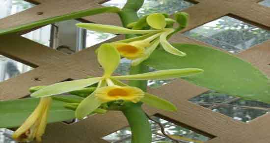 وانیل و فشار خون ؛ ایا مصرف وانیل برای کنترل فشار خون مفید است