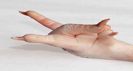 پای مرغ برای چاقی صورت ؛ فواید مصرف پای مرغ برای چاقی صورت