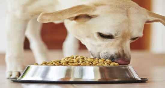 پسته برای سگ ؛ آیا سگ ها می توانند پسته بخورند؟ پسته برای سگ ؛ آیا سگ ها می توانند پسته بخورند؟