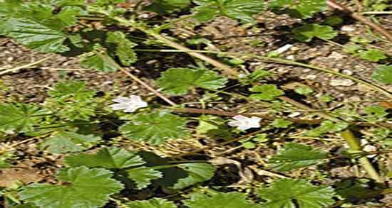 پنیرک برای سرماخوردگی و خواص دمنوش گل پنیرک برای سرماخوردگی پنیرک برای سرماخوردگی ؛ خواص دمنوش گل پنیرک برای سرماخوردگی