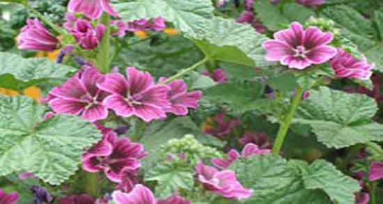 پنیرک برای عفونت رحم و شستشو با عرق پنیرک برای درمان عفونت واژن پنیرک برای عفونت رحم ؛ شستشو با عرق پنیرک برای درمان عفونت واژن