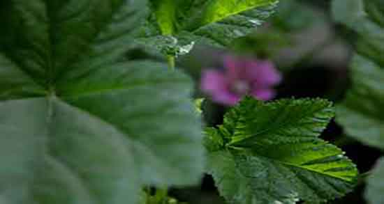 پنیرک برای عفونت ریه و دمنوش گل پنیرک برای درمان عفونت ریه پنیرک برای عفونت ریه ؛ دمنوش گل پنیرک برای درمان عفونت ریه