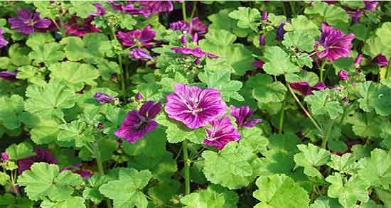 پنیرک برای عفونت و گیاه پنیرک برای عفونت رحم زنان نی نی سایت پنیرک برای عفونت ؛ گیاه پنیرک برای عفونت رحم زنان نی نی سایت