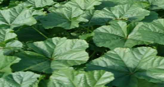 پنیرک برای کودکان ؛ دمنوش پنیرک و گل ختمی برای اگزمای پوستی