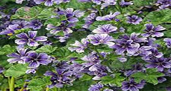 پنیرک در بارداری و ایا گل پنیرک برای زنان بارداری مضر است یا نه پنیرک در بارداری ؛ ایا گل پنیرک برای زنان بارداری مضر است یا نه