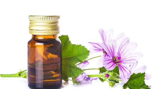 پنیرک در شیردهی و دمنوش آویشن و پنیرک برای افزایش شیر مادران پنیرک در شیردهی ؛ دمنوش آویشن و پنیرک برای افزایش شیر مادران