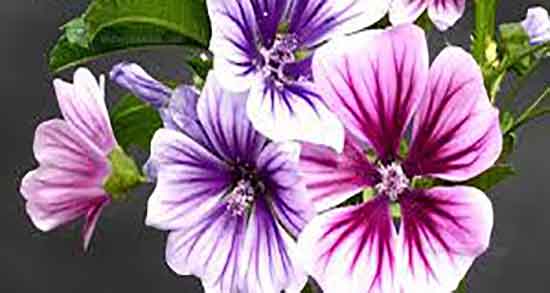 پنیرک در طب سنتی ؛ خاصیت درمان پنیرک برای نوزادان در طب سنتی پنیرک در طب سنتی ؛ خاصیت درمان پنیرک برای نوزادان در طب سنتی