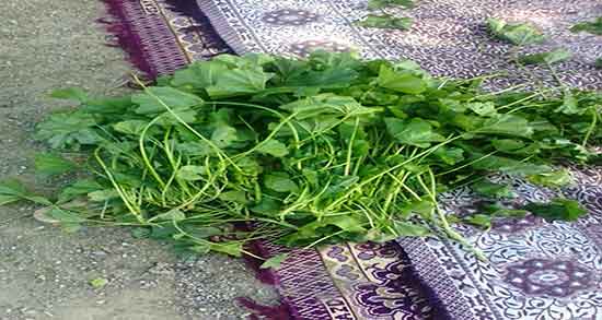 پنیرک و خواص آن ؛ دمنوش گل پنیرک و خواص آن برای زنان باردار پنیرک و خواص آن ؛ دمنوش گل پنیرک و خواص آن برای زنان باردار