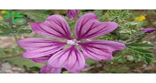 پنیرک و عفونت زنان ؛ ایا پنیرک برای درمان عفونت زنان مفید است