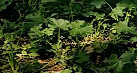 پنیرک و کیست تخمدان ؛ گیاه پنیرک برای درمان کیست تخمدان زنان پنیرک و کیست تخمدان ؛ گیاه پنیرک برای درمان کیست تخمدان زنان