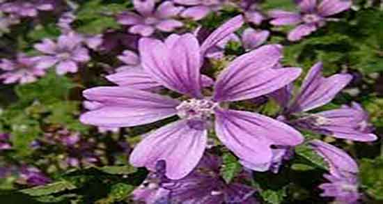 پنیرک و گل ختمی ؛ خواص مصرف دمنوش پنیرک و گل ختمی چیست