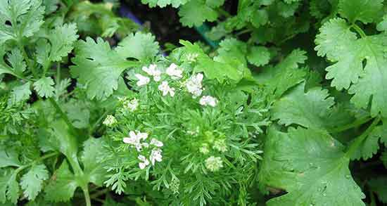 پودر گشنیز در چه غذاهایی استفاده میشود ؛ فواید پودر گشنیز در خورشت پودر گشنیز در چه غذاهایی استفاده میشود ؛ فواید پودر گشنیز در خورشت