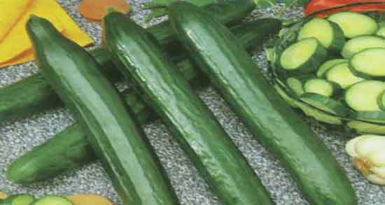 پوست خیار و مورچه ؛ فواید مصرف پوست خیار برای فراری دادن مورچه