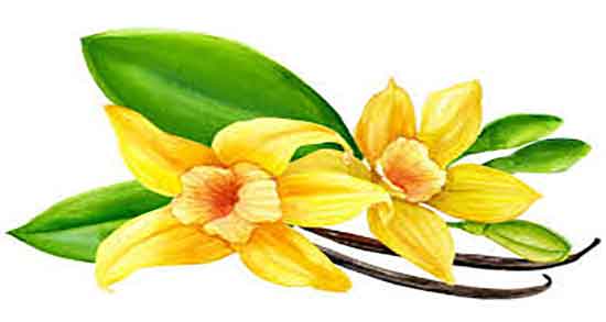 چای وانیل چیست ؛ مصرف مفید چای وانیل برای چاقی صورت و بدن