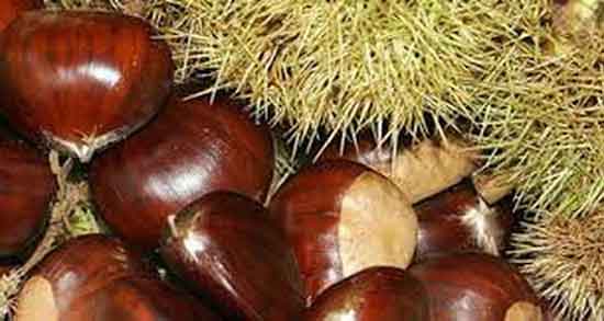 چرا شاه بلوط تلخ است ؛ چرا شاه بلوط تازه هندی طعم تلخی دارد چرا شاه بلوط تلخ است ؛ چرا شاه بلوط تازه هندی طعم تلخی دارد