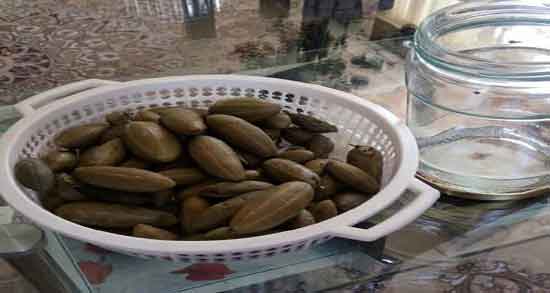 چگونه روغن هندوانه ابوجهل را بگیریم ؛ دستور تهیه هندوانه روغن ابوجهل چگونه روغن هندوانه ابوجهل را بگیریم ؛ دستور تهیه هندوانه روغن ابوجهل