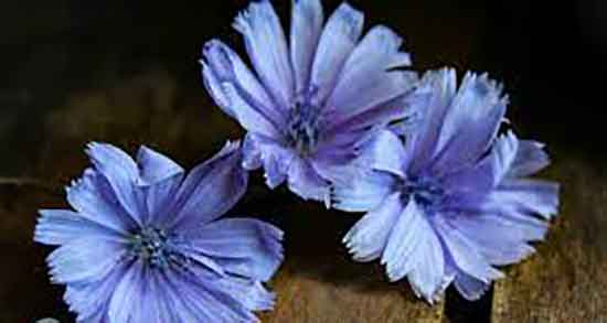 کاسنی برای بارداری و خواص مصرف کاسنی برای بارداری زنان کاسنی برای بارداری ؛ خواص مصرف کاسنی برای بارداری زنان