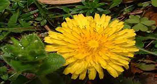 کاسنی برای جوش و درمان جوش صورت با مصرف کاسنی و شاه تره کاسنی برای جوش ؛ درمان جوش صورت با مصرف کاسنی و شاه تره