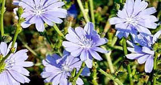 کاسنی برای زردی نوزاد ؛ درمان زردی نوزاد با مصرف عرق کاسنی و شاه تره