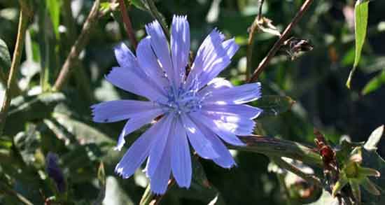 کاسنی برای لاغری ؛ خاصیت عرق کاسنی برای چربی سوزی شکم