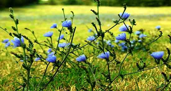 کاسنی برای چی خوبه و خاصیت استفاده از کاسنی برای درمان بی خوابی کاسنی برای چی خوبه ؛ خاصیت استفاده از کاسنی برای درمان بی خوابی