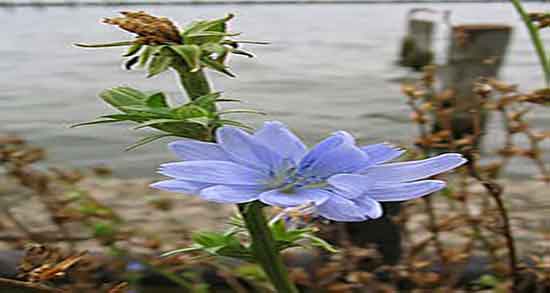 کاسنی در بارداری و ایا خوردن کاسنی برای زنان باردار مفید است کاسنی در بارداری ؛ ایا خوردن کاسنی برای زنان باردار مفید است