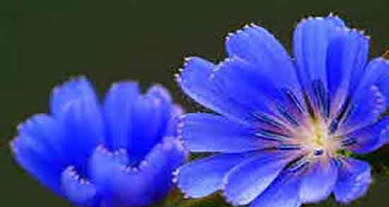 کاسنی در دوران بارداری ؛ فواید مصرف کاسنی برای زنان باردار چیست