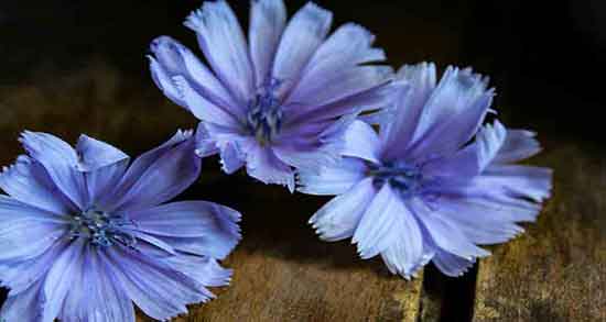 کاسنی در شیردهی ؛ خوردن کاسنی برای افزایش شیر مادران