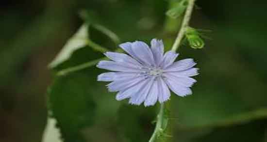کاسنی در ماه آخر بارداری و ایا برای زنان باردار کاسنی مفید است کاسنی در ماه آخر بارداری ؛ ایا برای زنان باردار کاسنی مفید است