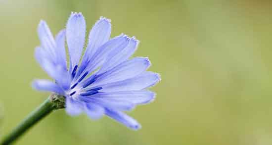 کاسنی و شاتره برای جوش ؛ درمان جوش صورت با ماسک کاسنی