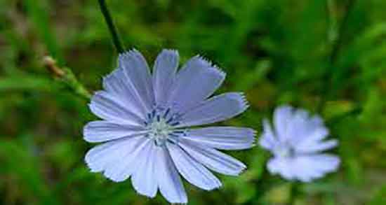 کاسنی و شاه تره ؛ ایا عرق کاسنی و شاه تره برای زردی نوزاد خوب است