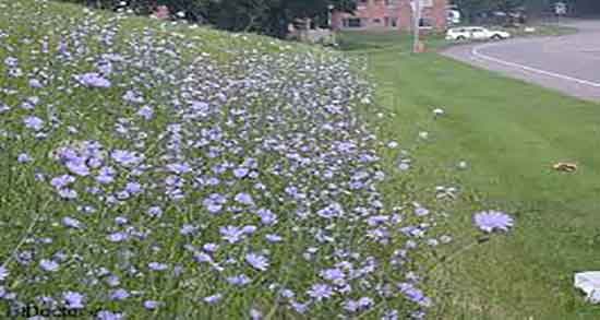 کاسنی و کبد و درمان کبد چرب با خوردن روزانه یک لیوان عرق کاسنی کاسنی و کبد ؛ درمان کبد چرب با خوردن روزانه یک لیوان عرق کاسنی