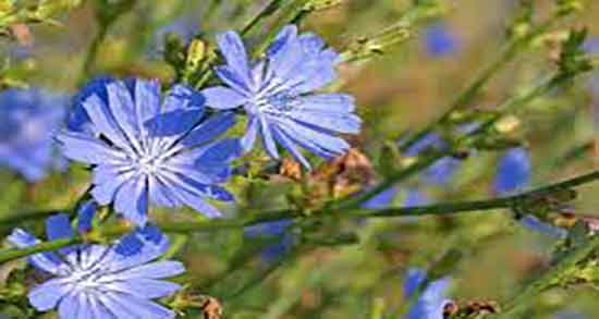 کاسنی و کبد چرب ؛ ایا گیاه کاسنی برای درمان کبد چرب مفید است