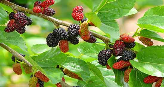 کالری توت و میزان کالری یک پیاله توت خشک برای بدن چقدر است کالری توت ؛ میزان کالری یک پیاله توت خشک برای بدن چقدر است