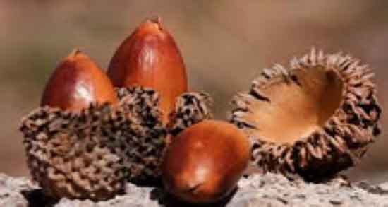 کالری شاه بلوط ؛ مقدار کالری یک لیوان شاه بلوط برای بدن چقدره کالری شاه بلوط ؛ مقدار کالری یک لیوان شاه بلوط برای بدن چقدره