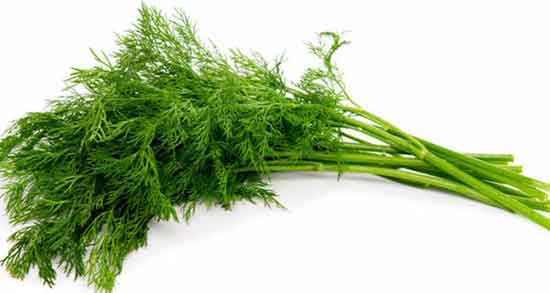 کالری شوید ؛ میزان کالری یک لیوان شوید خشک برای بدن چقدر است کالری شوید ؛ میزان کالری یک لیوان شوید خشک برای بدن چقدر است