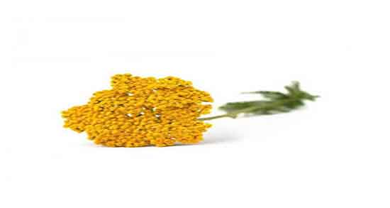 کالری عرق بومادران ؛ میزان کالری یک لیوان عرق بومادران چقدره کالری عرق بومادران ؛ میزان کالری یک لیوان عرق بومادران چقدره