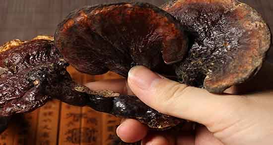 کالری قارچ گانودرما ؛ میزان کالری قارچ تفت داده شده و سرخ شده چقدره کالری قارچ گانودرما ؛ میزان کالری قارچ تفت داده شده و سرخ شده چقدره