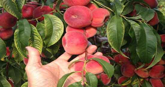 کالری هلو انجیری ؛ میزان کالری یک عدد هلو انجیری برای بدن چقدر است کالری هلو انجیری ؛ میزان کالری یک عدد هلو انجیری برای بدن چقدر است