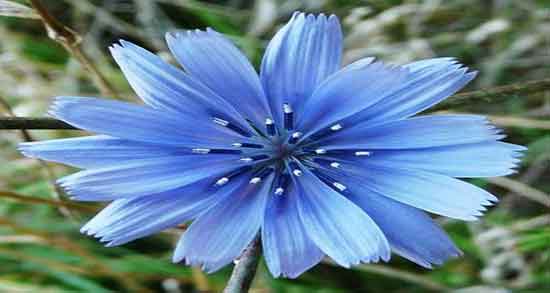 کالری کاسنی ؛ میزان کالری کاسنی برای چربی سوزی شکم