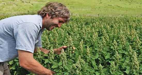 کالری کینوا خام و میزان کالری کینوا و برنج سفید برای بدن چقدره کالری کینوا خام ؛ میزان کالری کینوا و برنج سفید برای بدن چقدره