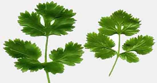 کالری گشنیز ؛ میزان کالری یک پیمانه گشنیز خشک شده چقدره کالری گشنیز ؛ میزان کالری یک پیمانه گشنیز خشک شده چقدره