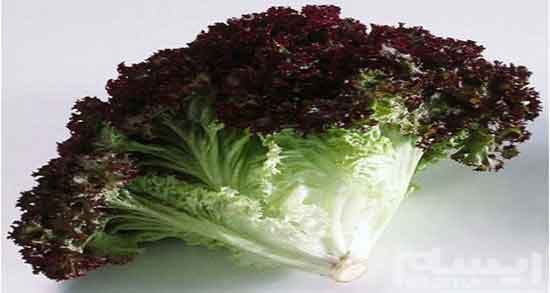 کاهو فرانسوی چیست ؛ طریقه مصرف کاهو فرانسوی برای سالاد کاهو فرانسوی چیست ؛ طریقه مصرف کاهو فرانسوی برای سالاد
