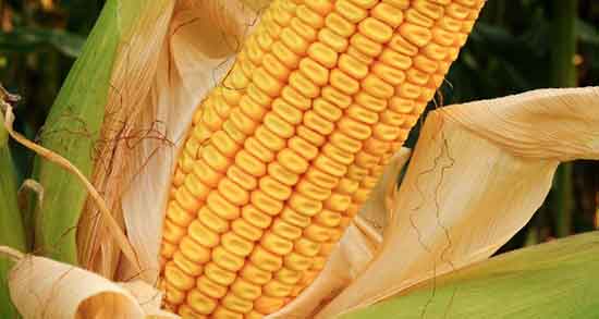 کاکل ذرت برای درمان سنگ کلیه ؛ استفاده از کاکل ذرت برای دفع سنگ کلیه