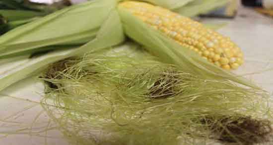 کاکل ذرت برای سقط جنین ؛ ایا مصرف کاکل ذرت برای سقط جنین مفیده کاکل ذرت برای سقط جنین ؛ ایا مصرف کاکل ذرت برای سقط جنین مفیده