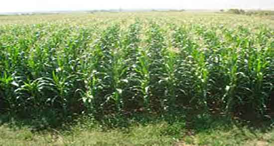 کاکل ذرت برای عفونت مثانه ؛ طریقه مصرف کاکل ذرت برای سنگ کلیه کاکل ذرت برای عفونت مثانه ؛ طریقه مصرف کاکل ذرت برای سنگ کلیه